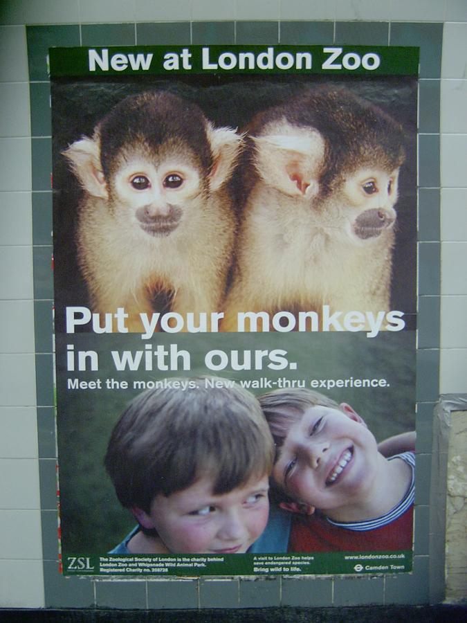 Meet the Monkeys, London Zoo | Proctor & Matthews Architects