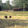 Lions and Ostrichs of the Serengeti