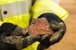 Roman pottery shard found close to the site