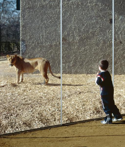 Internal view of the Lions enclosure