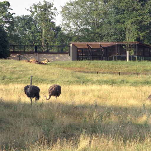 Surrounding enclosure with Osterichs and Lions