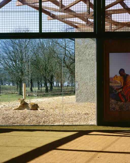 Lions of the Serengeti, Whipsnade Wild Animal Park 